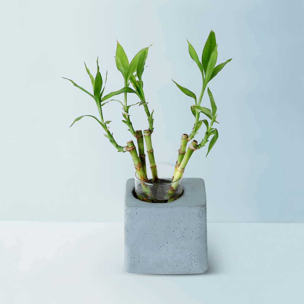 concrete-greenin-handmade-desk-planter-GMPL001_1