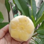 Mango Soap|Flower