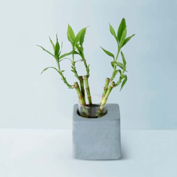 Concrete Greenin Handmade Desk Planter Gmpl001 1