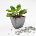 Small Square – Planter